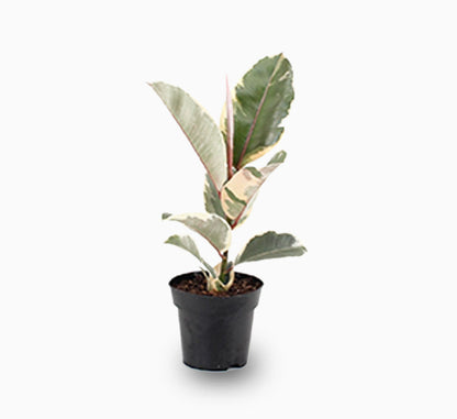 Ficus Elastica Tineke