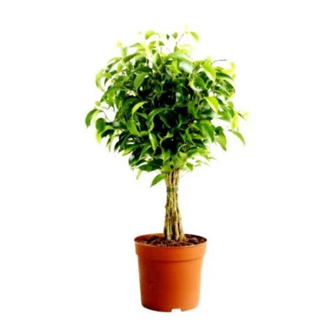 Ficus Panda