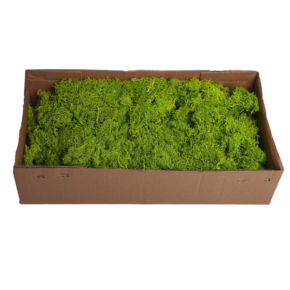 Preserved Fresh Moss 1 Box