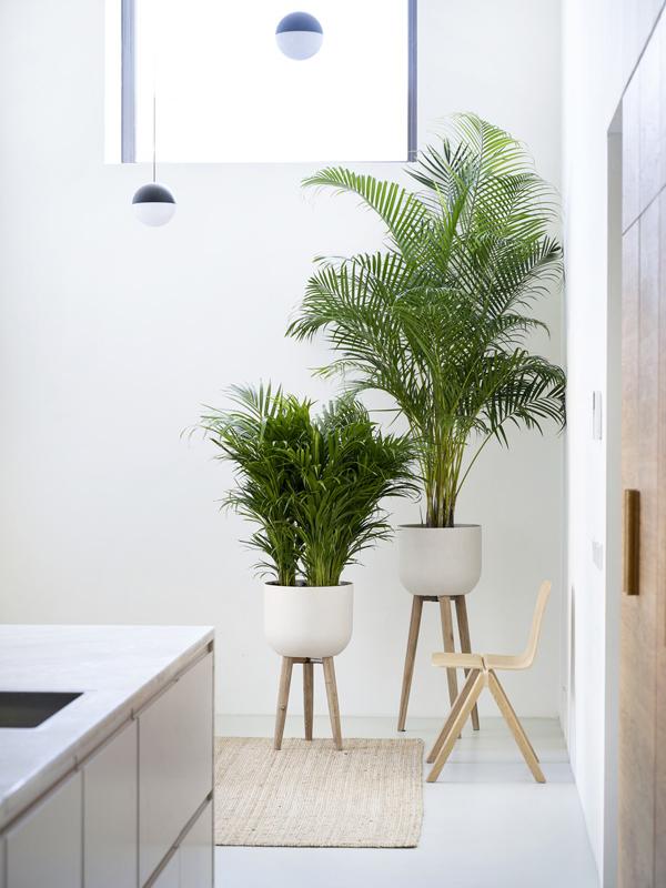 Indoor Plants Home Decor Service in Dubai