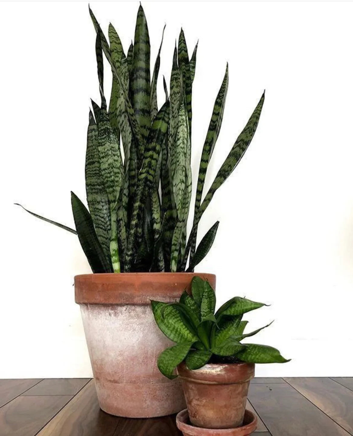 Sanseveria Bundle Dh273