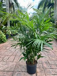 Bamboo Palm (Chamaedorea Elegans)