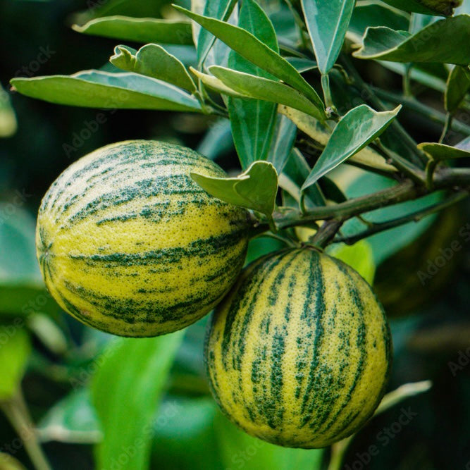 Variegated Sweet Malta Lemon