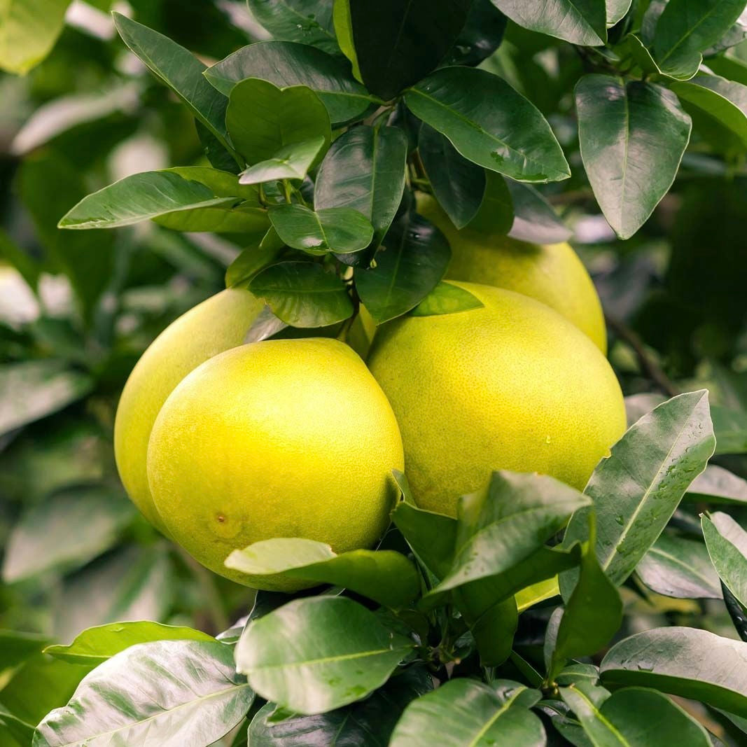 Grapefruit Tree