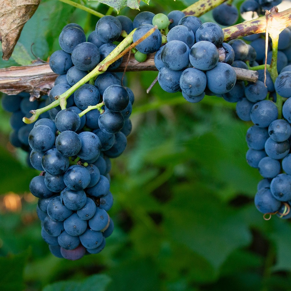 Vitis vinifera Or Grapes Plant Mature