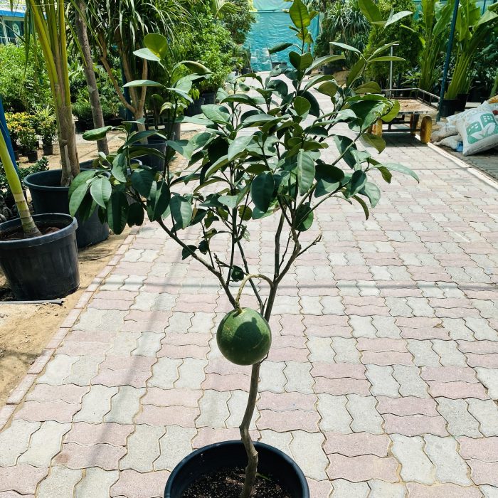 Grapefruit Tree |1.2-1.5m شجرة الجريب فروت