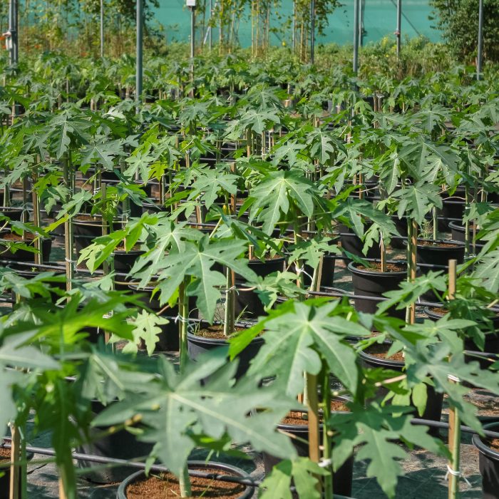 Carica papaya or Papaya Tree