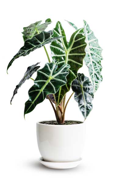 Alocasia “Polly”