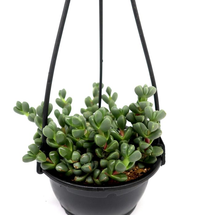 Crassula Rupestris Hanging