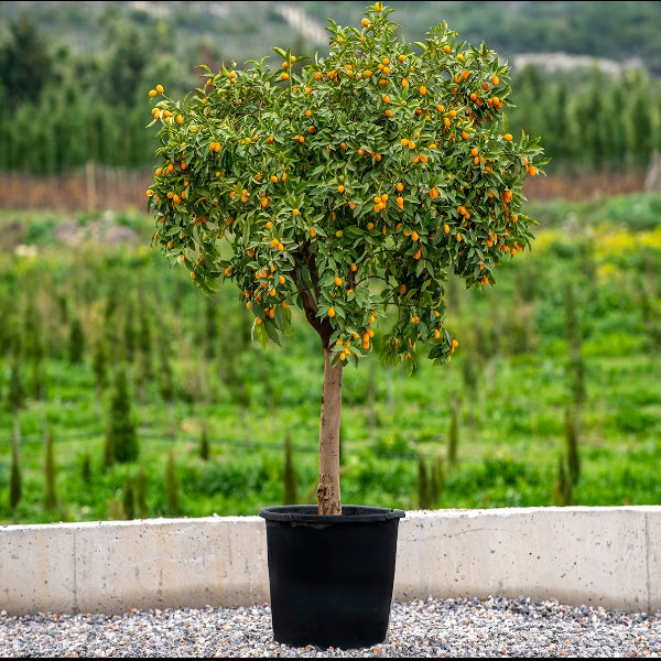 Citrus Fortunella margarita Tree