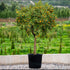 Citrus Fortunella margarita Tree