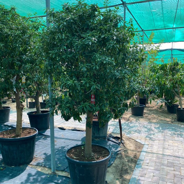 Citrus Fortunella margarita Tree