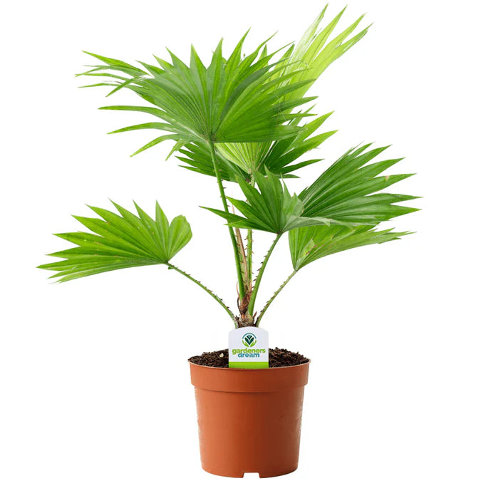 Livistona Palm