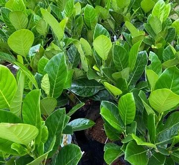 Artocarpus Heterophyllus “Jackfruit Plant” 0.6-0.7m