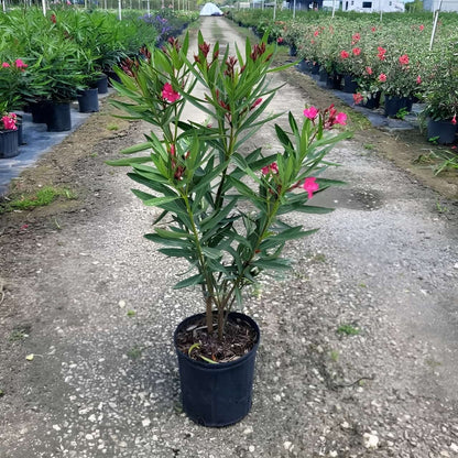 oleander flower plant