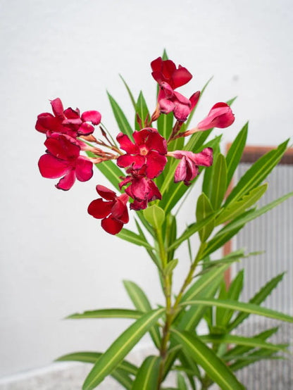 oleander plant