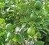 Citrus Aurantifolia Tree