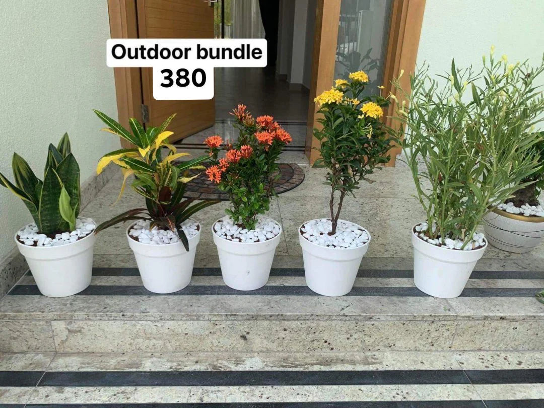 WOW Outdoor Bundle (5plant)