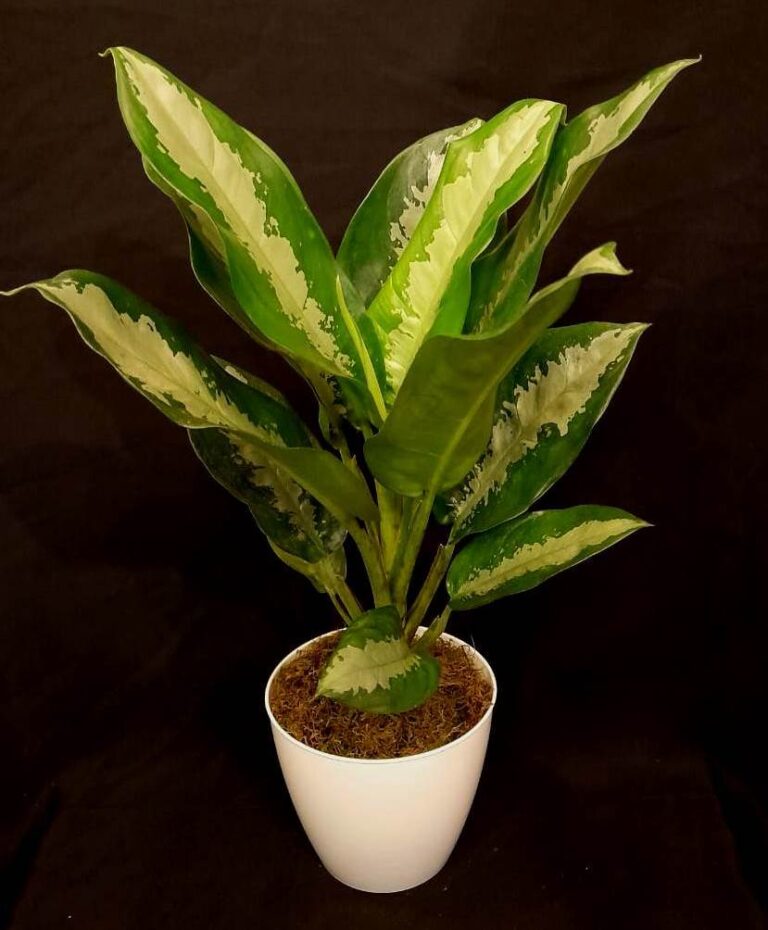 Aglaonema “Silver Queen” Chinese Evergreen Plant