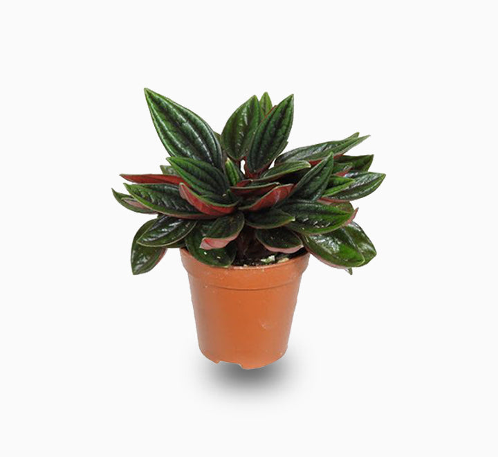 Peperomia caperata