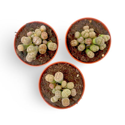 Lithops 