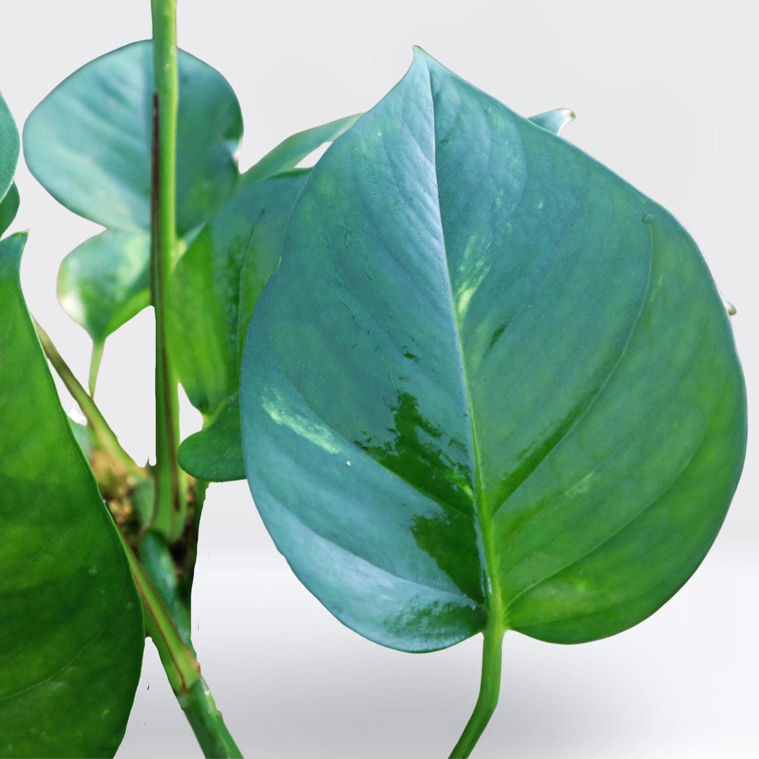 Money Plant, Epipremnum Aureum Mosstok