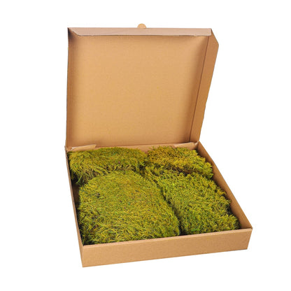 Preserved Dried Moss Pieces