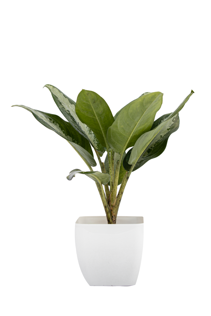 Aglaonema “Silver Queen” Chinese Evergreen Plant