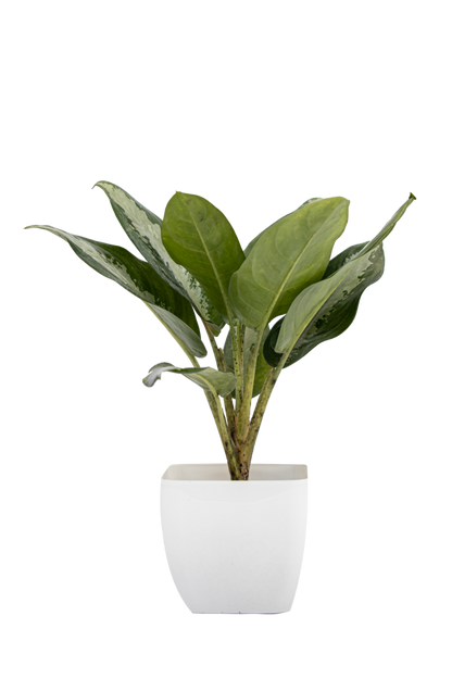 Aglaonema “Silver Queen” Chinese Evergreen Plant