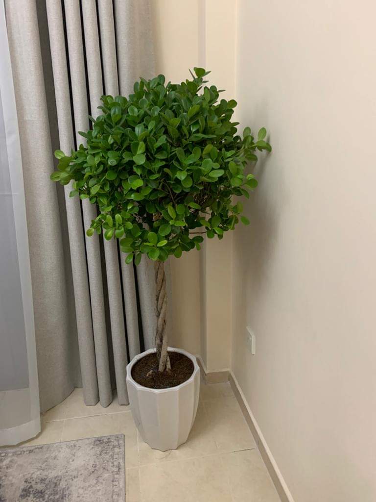 Premium Twisted Ficus