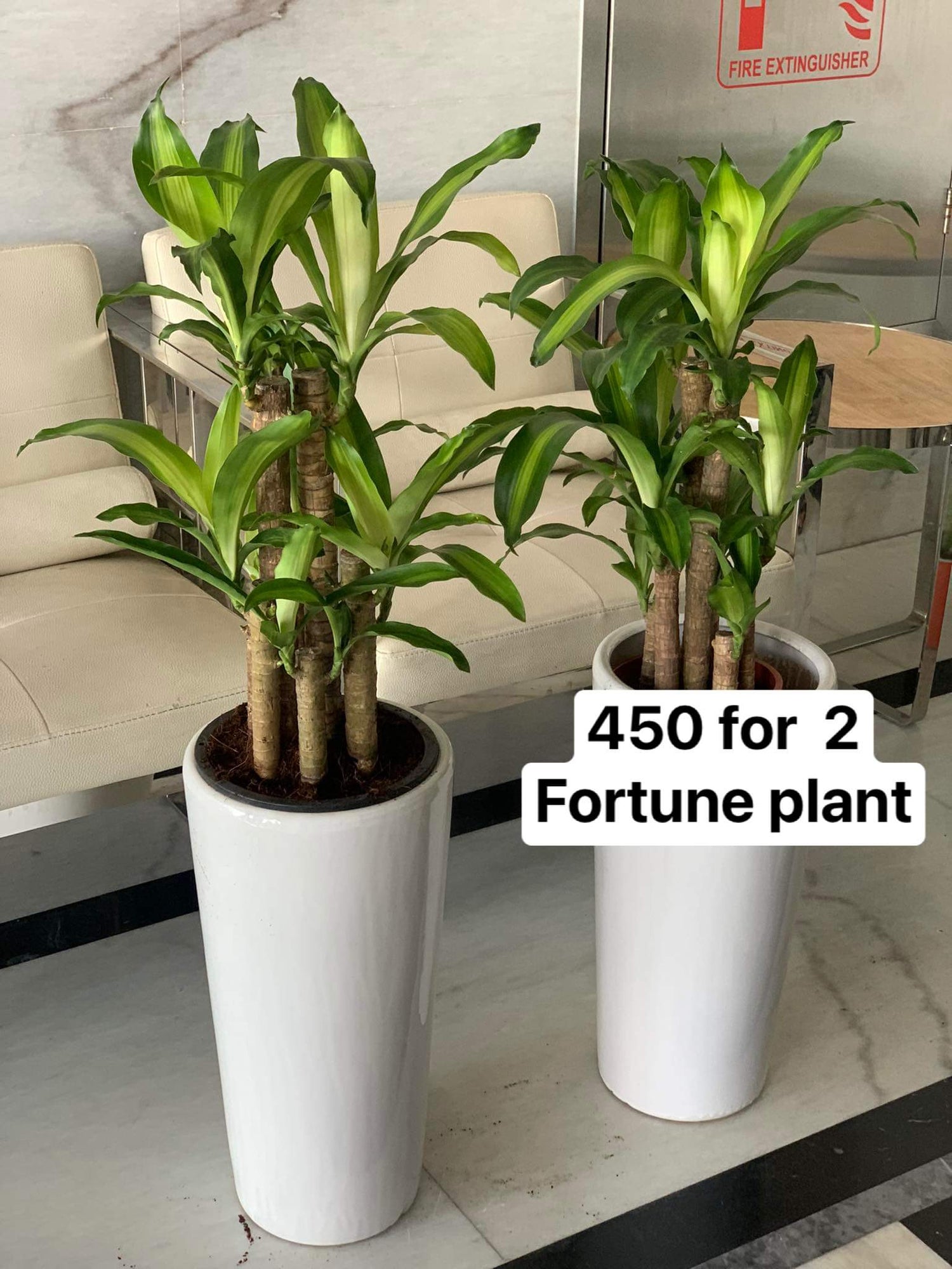 Fortune Plant Bundle (2pcs) Dh 442