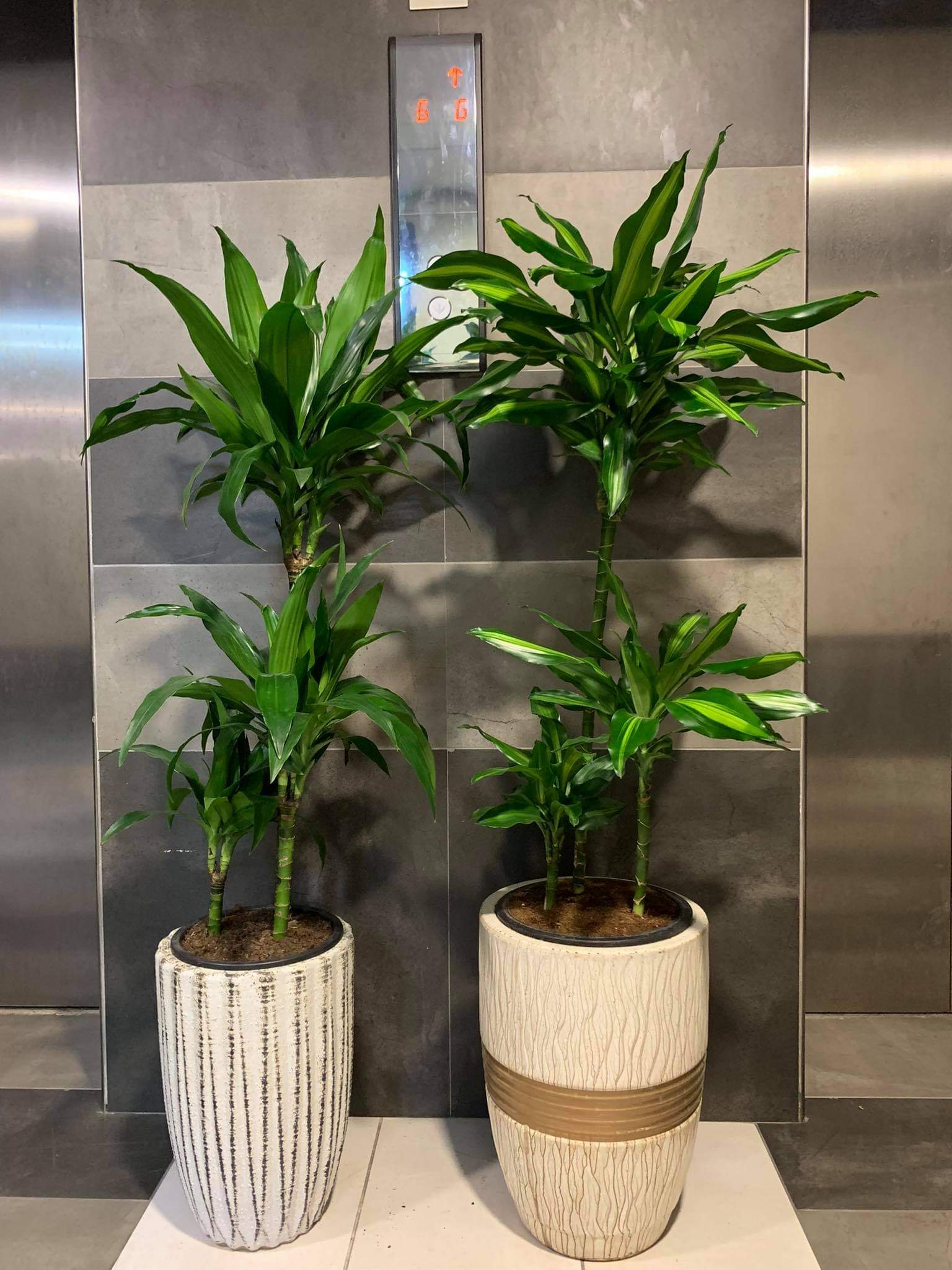 Office Plant Bundle (2pc) Indoor Plant Dh 785