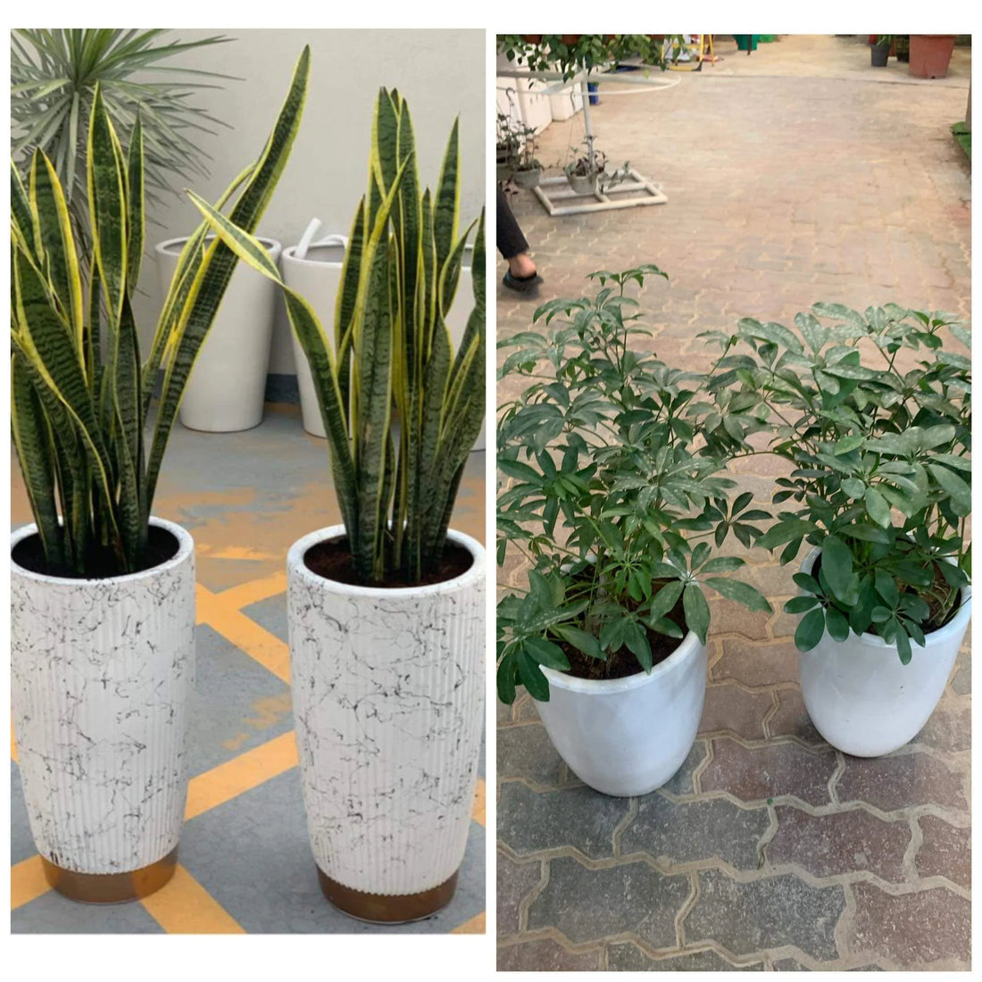 Bundle Office Plants 4pcs