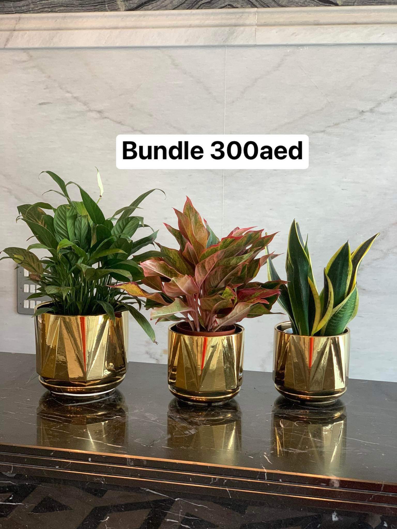 Table Plants bundle (3pcs)