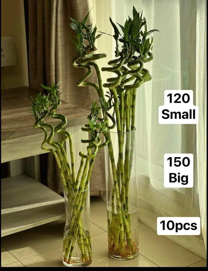 lucky bamboo (10pcs bundle) WOW