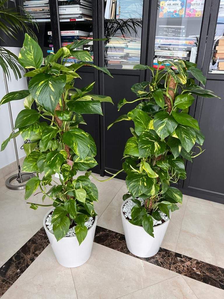 Office Plant Big Money Plant Bundle Dh 585