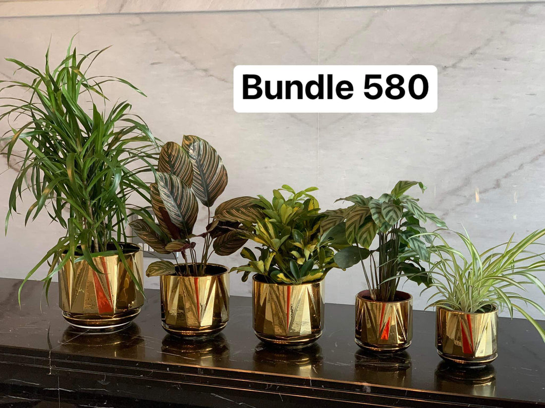 Table Plant Bundle of 5