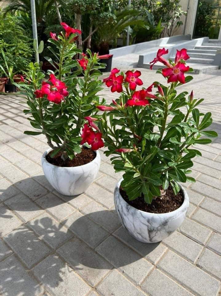 WOW SALE Desert rose in marble pot Bundle