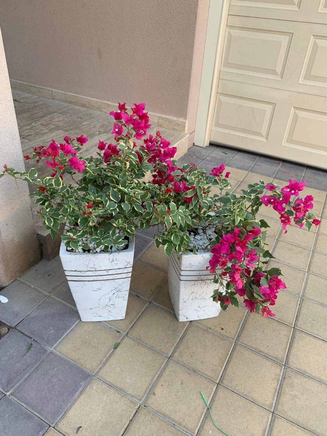 Bundle Bougainvillea (2pc) Dh 396