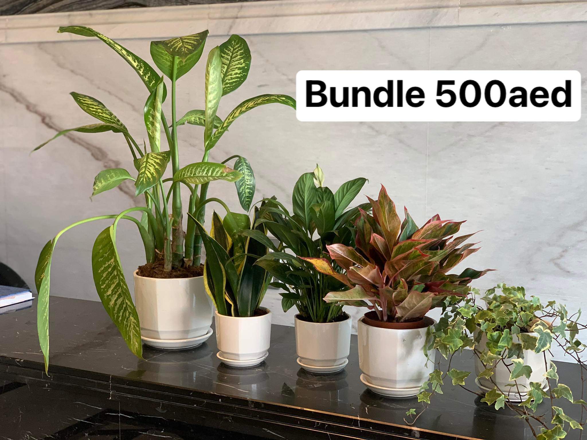 Air Purifying Plant Bundle Dh488