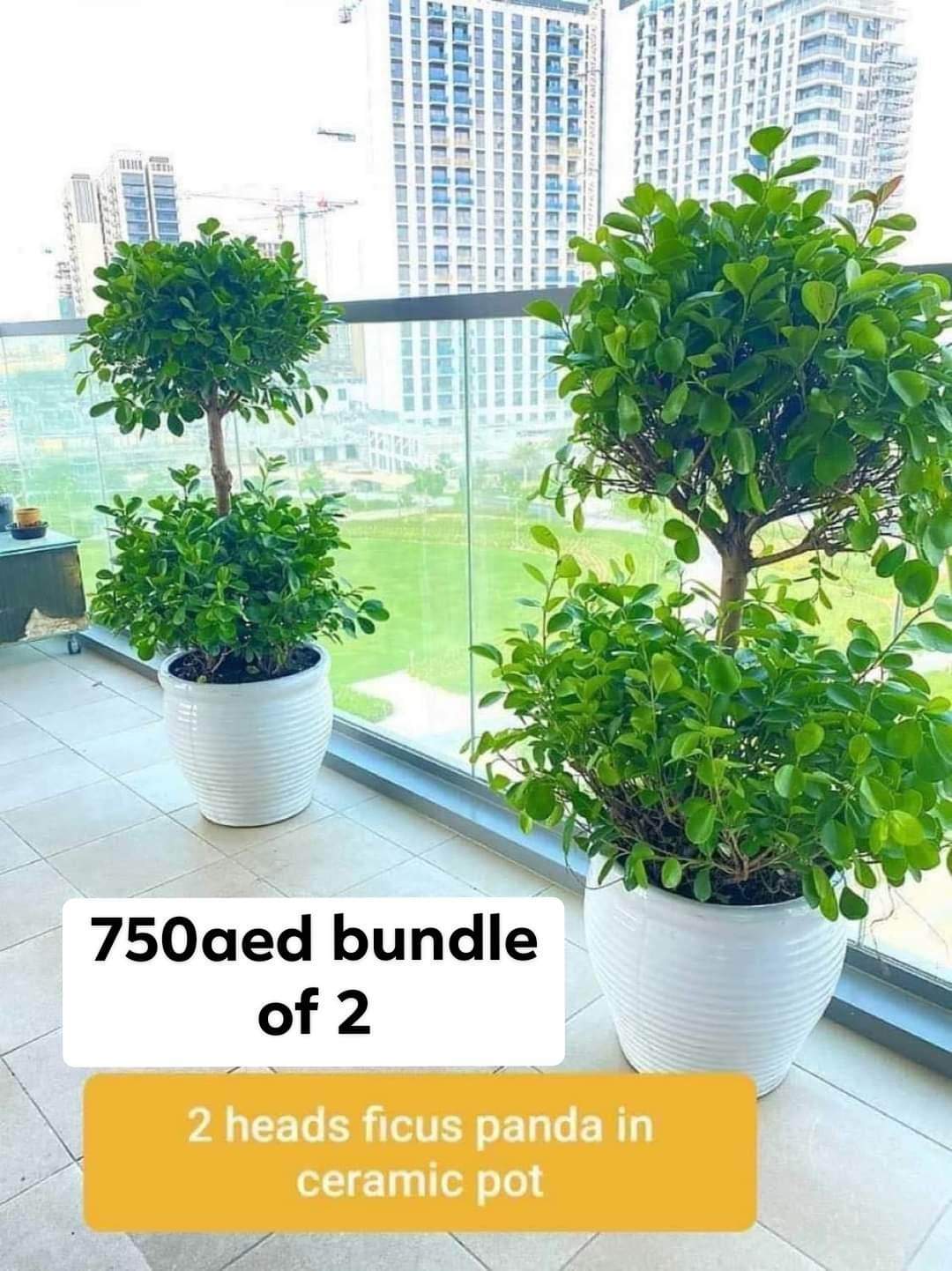 Outdoor Double Head (2pcs) Bundle