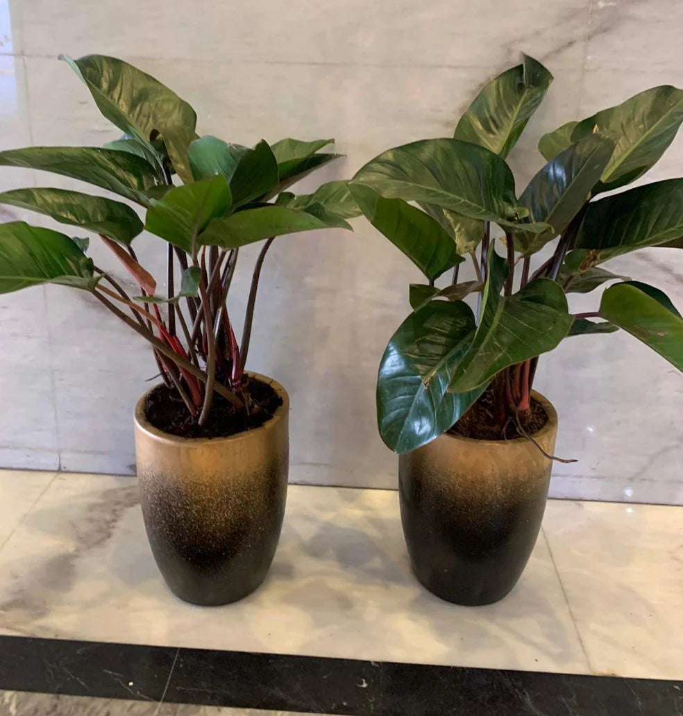 Purple Philodendron bundle Dh588