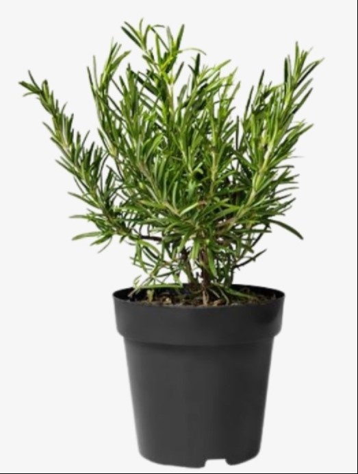 Rosemary (Rosmarinus officinalis) Royal Plantscape