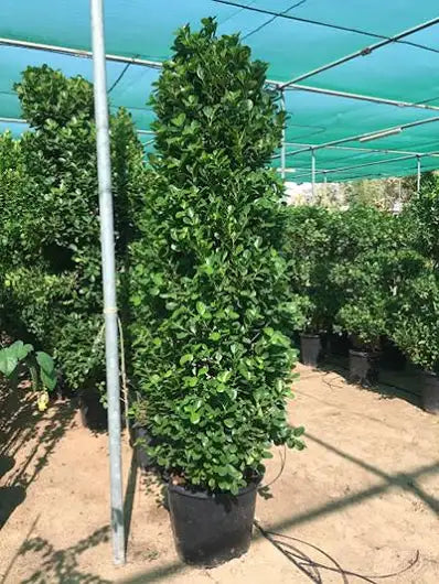 Ficus Panda Cone Shape