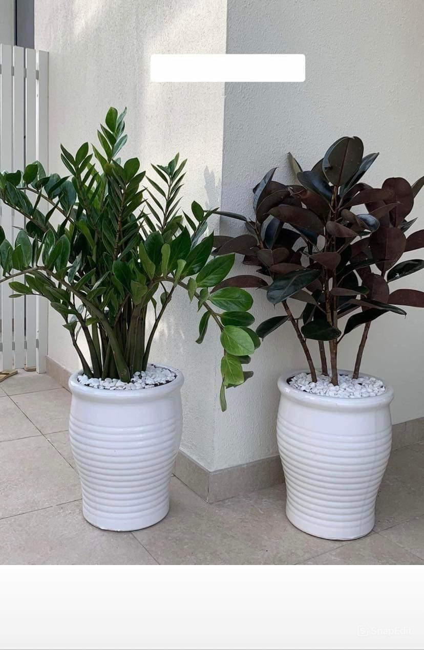 475DH Zizi + Rubber Plant Bundle