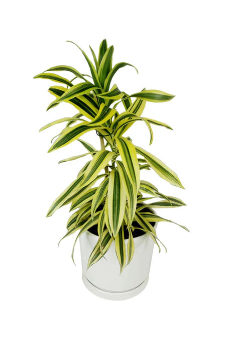 Dracaena Reflexa 