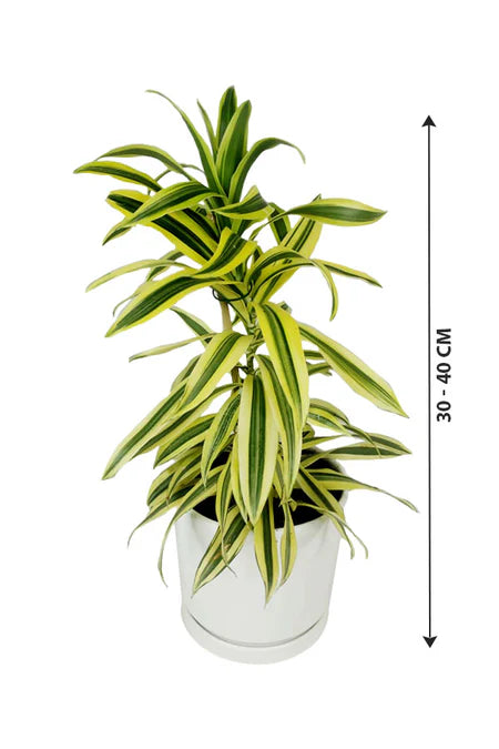 Dracaena Reflexa 