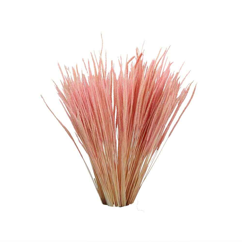 Natural Dried Flower Pink Golden Grass UAE -Goldgrass-001