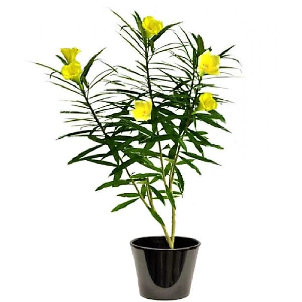 Thevetia Peruviana, Cascabela Thevetia, Yellow Oleander