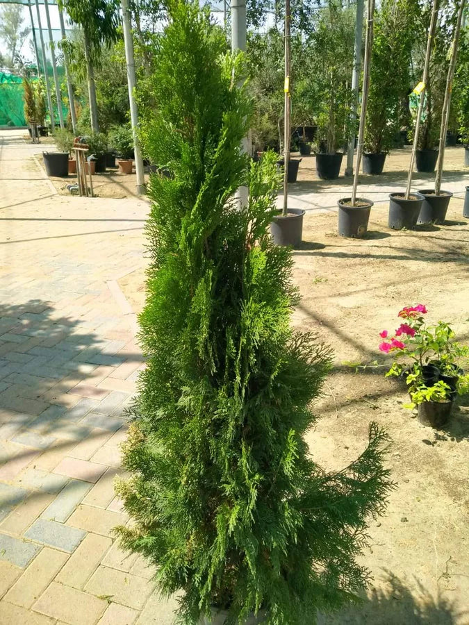 Thuja tree